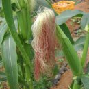 가을농원 이미지