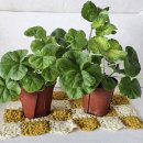 연인과 끌리다 이미지