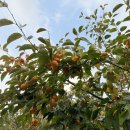 장준농장 | 돌아온 강화 장준감의 계절 - 천천히 익혀서 홍시로 드세요.