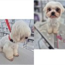 동물친구들 애견미용실 | 여러 동물 친구들이 함께하는 특별한 애견미용실 경험담