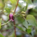 종덩굴 Clematis fusca Turcz. var. violacea Maxim. 이미지