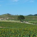 북삼리석조여래입상 이미지