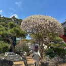 월정사 소장 불상-이조여래좌상 | 제주도 봄 여행 제주 월정사 봄나들이 가볼만한 사찰