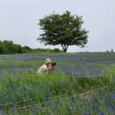 국화목장 이미지