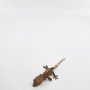 대구곤충마트 이미지