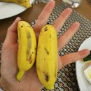 SA푸드 | 다낭 멜리아 리조트 가족여행 이용후기!비치와 수영장을 한번에!