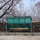 (주)신세계푸드 영랑호리조트 | 속초 벚꽃 관광지 속초 영랑호수 윗길 영랑호 실시간 개화현황