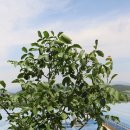 화남농장 이미지