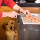 건강한 강아지 이미지