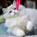 랙돌캐터리 알렉산더돌스 이미지