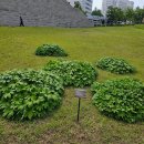 병의원 순례후 지독한 통증에 시달리던 날들을 졸업하기 워해 삼만보걷기를 하다 이미지