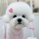 단비네펫살롱 이미지