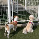 자랑하개 이미지