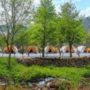 숲속에 머물다 이미지