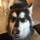 양지-3318 | [대형견카페/강동구애견카페/암사동플란다스개/잠실애견카페] 암사동 플란다스개~♪