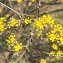 지리산대포마을 | 구례 산수유꽃축제 3월에 가기 좋은 꽃축제 엄마손파전후기
