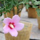 화성무궁화 이미지