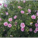 무궁화농장 이미지