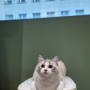 아이캣 고양이미용 호텔 이미지