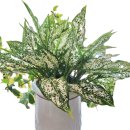 함평천지꽃