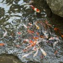 작은영토 이미지