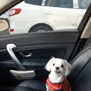 친친동물병원 이미지