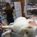 우리들 동물병원 이미지