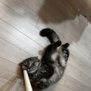 고양이 미용실 | 이수 고양이미용 후기 | 고양이 전문 미용실 나디캣