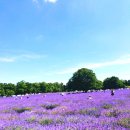 라벤더 민박 이미지