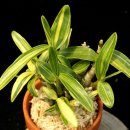 대동호