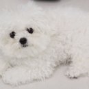 몽글그루밍 이미지