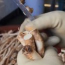 진안1호 이미지