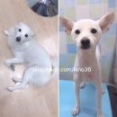 59펫살롱 이미지