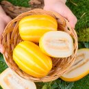 성주광고 - 창원시 성산구 가양로56번길 4 | [산지직송 특가] 성주 꿀참외 10kg 한 달 먹어본 솔직 후기, 여름 과일값 이걸로 끝났어요