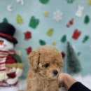 청주강아지분양 애견입양 애견미용 바른펫 이미지