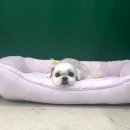 또리네 멍멍이 미용실 이미지