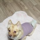 태양패숀 이미지