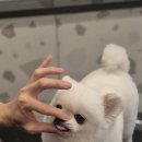 서면애견미용 맘바이 강아지 미용실 이미지