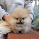 (주)금산환경 | 금산강아지분양 초보자라면 확인할 정보