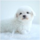 천안 강아지분양 도로시펫 이미지