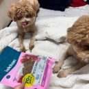 이리온애견펜션 | 이즈칸 독 버라이어티 알러지프리 강아지사료