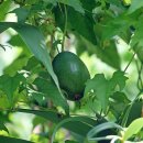 하늘타리 이미지