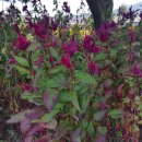 화봉리 화장실 이미지