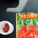 핑크래디시