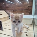 익산고양이분양 인생내캣 | [체험단] 세종 고양이 카페, 소담동 '13번째고양이'에서 아기 냥이와 심쿵 데이트! (분양 상담)