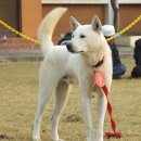 진도개천국 이미지