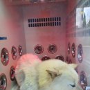 유폴 24시 애견셀프목욕 아산탕정점 이미지