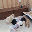 고려애견 이미지