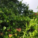 오대양육대주 이미지