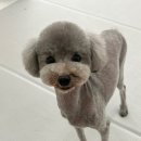 멍멍깍까 이미지